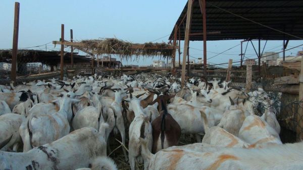 تقرير : بألم الواقع شعب الجنوب يفتقد أجواء الفرح باقتراب العيد